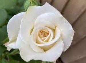 Bán/thuê mặt bằng Tân Đức, Đức Hòa - Long An 338m2