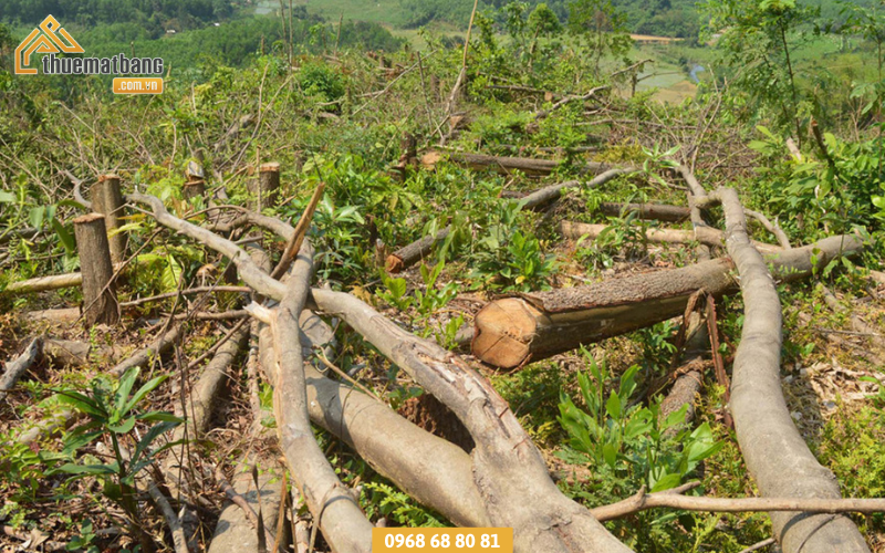 Nguyên nhân do nạn phá rừng